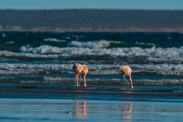 Flamingo's in zeegezichtPeninsula Valdes Patagonië Argentinië