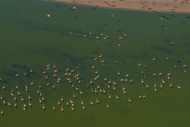 Flamingo's komen samen in een zoute lagune in de provincie La Pampa, Patagonië, Argentinië