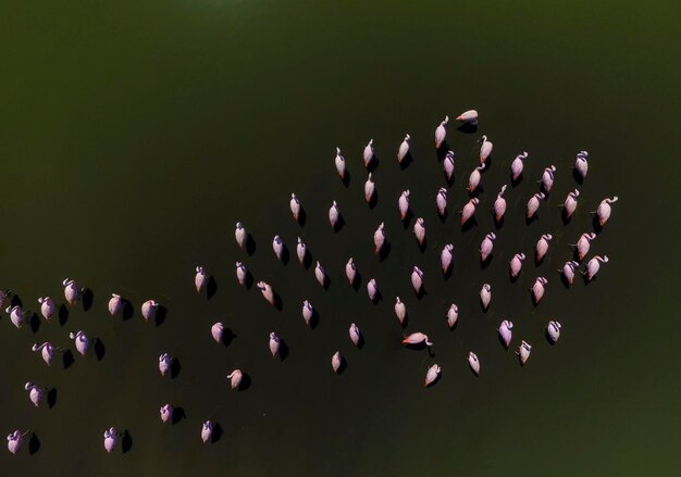 Flamingo's komen samen in Pampas Saline Luchtfoto La Pampa Provincie Patagonië Argentinië