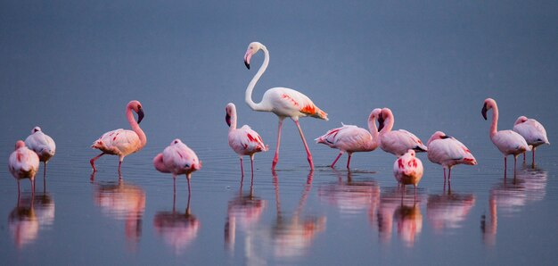 Flamingo's op het meer met reflectie