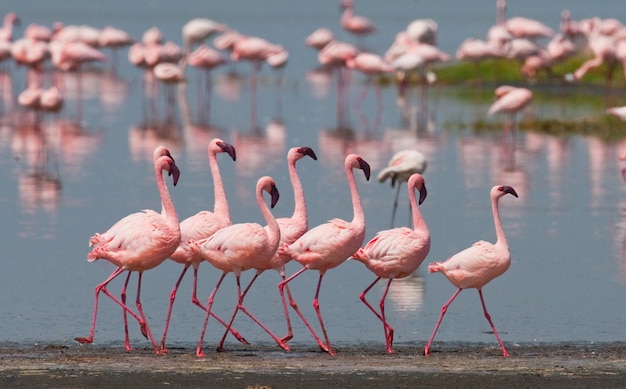 Flamingo's op het meer met reflectie