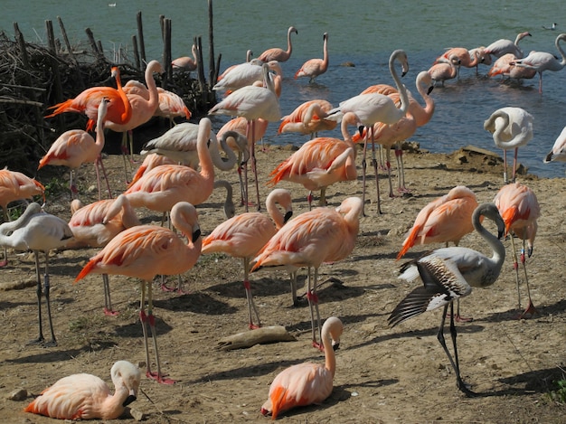 Flamingo's op het meer