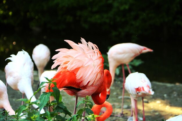 Foto flamingo's op het veld