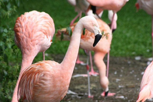 Flamingo's op het veld