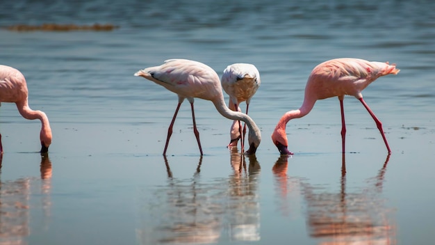 Flamingo's op zoek naar voedsel in het meer