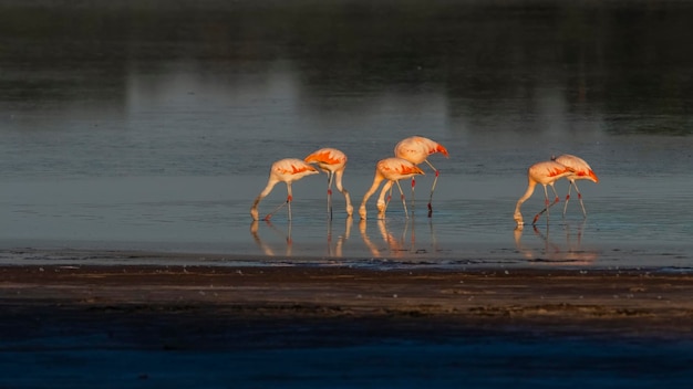 Flamingo's rusten in een zoute lagune in de provincie La Pampa, Patagonië, Argentinië