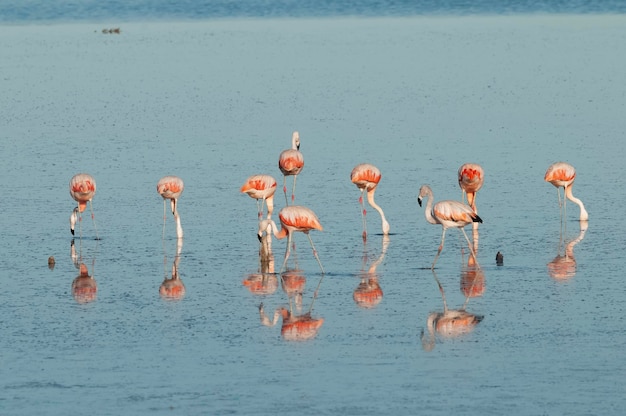 Flamingo's rusten in een zoute lagune in de provincie La Pampa, Patagonië, Argentinië