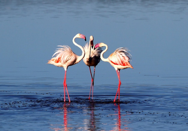 Flamingo's staan bij het meer.