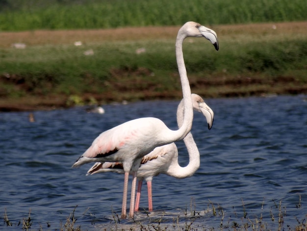 Flamingo's staan in het meer.