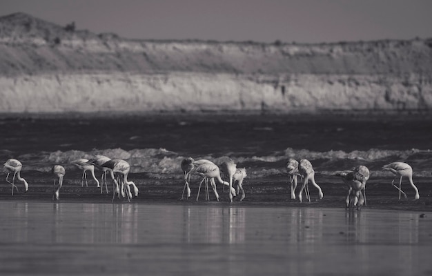 Flamingo's voeden zich op een strandPeninsula Valdes Patagonië Argentinië