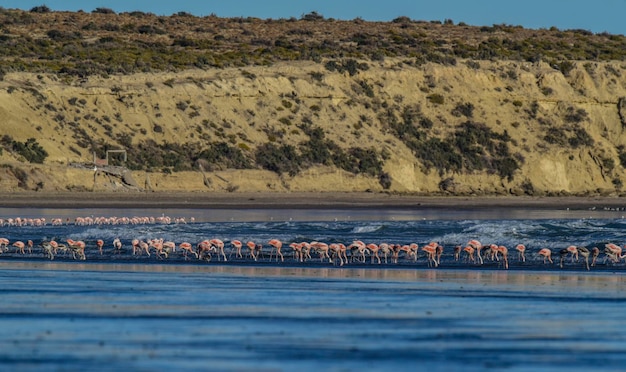 Flamingo's voeden zich op een strandPeninsula Valdes Patagonië Argentinië