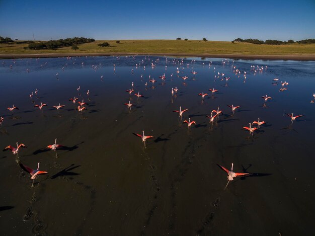 Flamingo's zwermen Patagonië Argentinië