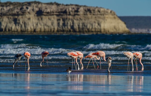 Flamingo's zwermen Patagonië Argentinië