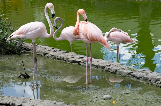 flamingo&#39;s