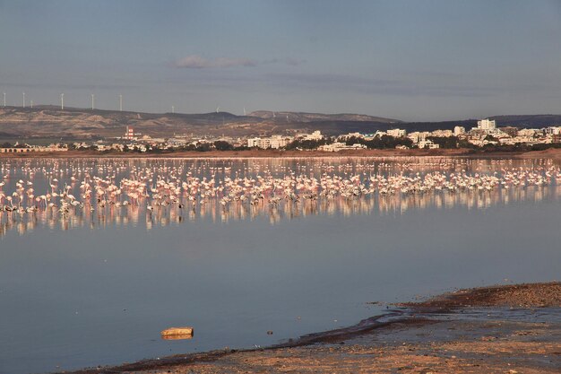 Flamingo on salt lake in Larnaca, Cyprus