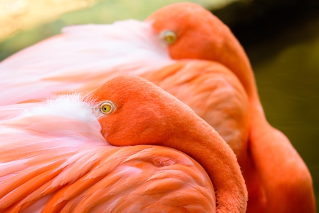 Flamingo sleeping with head tucked in pink feathers