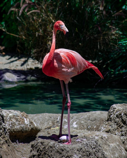 Flamingo staat boven een niet uitgekomen ei.