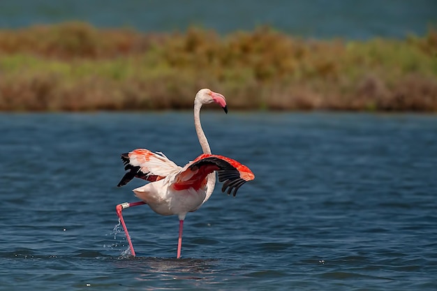 Flamingo staat in het meer.