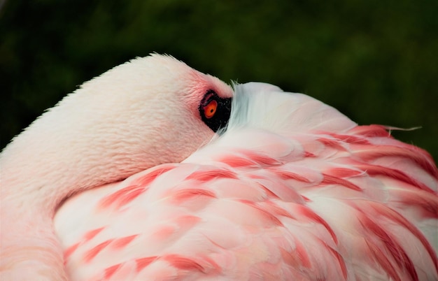 Flamingo taking a rest