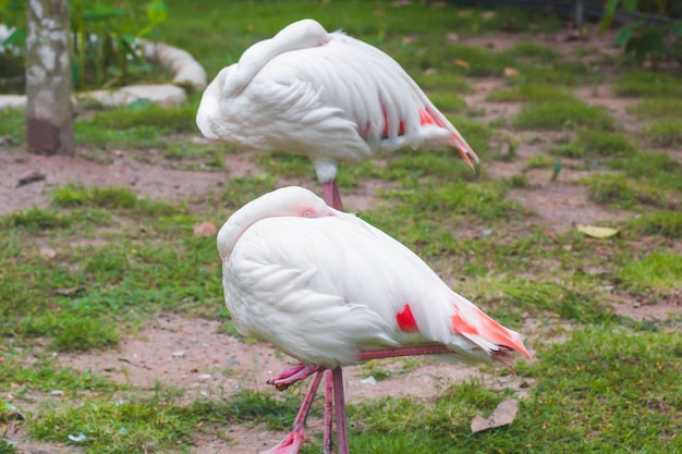 Flamingo verstopt hoofd in veer