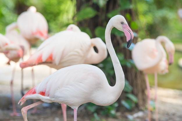 Flamingo walking and looking at the camera Natural Backgrounds