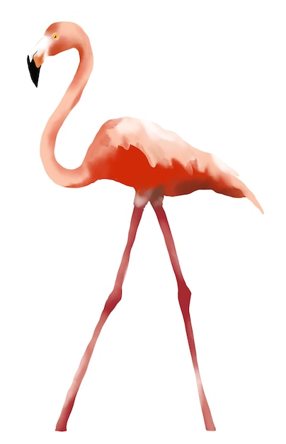 Flamingo Watercolour hand drawn style Isolate in white background