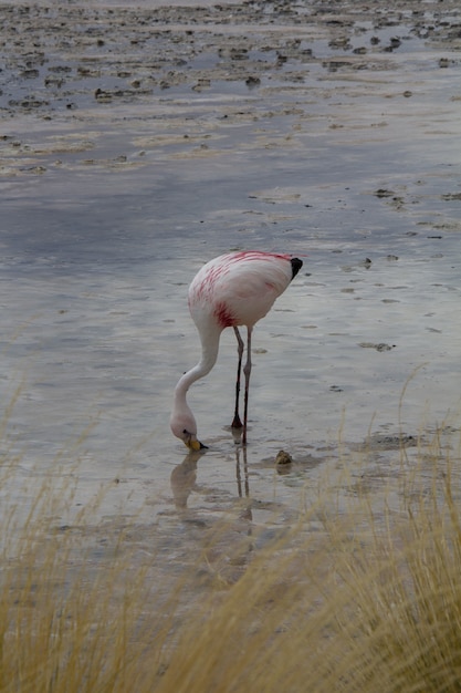 Flamingo with lanscape view of Corolada laguna.