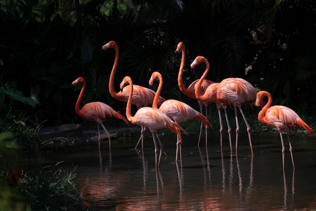 フラミンゴ、タイの動物園