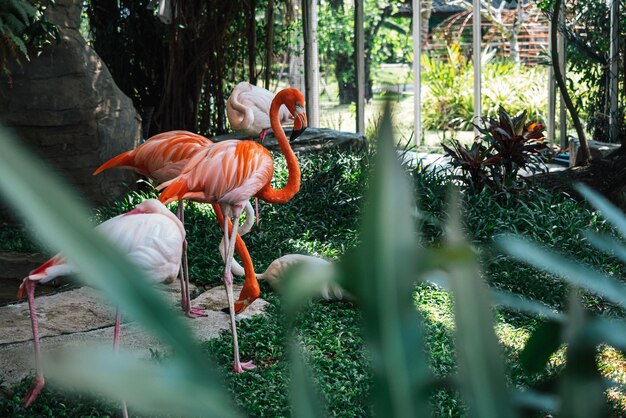 動物園のフラミンゴ