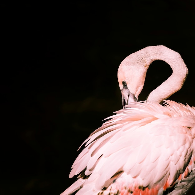 Photo flamingo