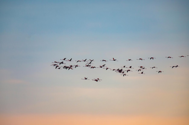 Photo flamingo