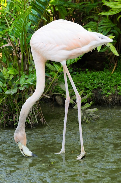 flamingo