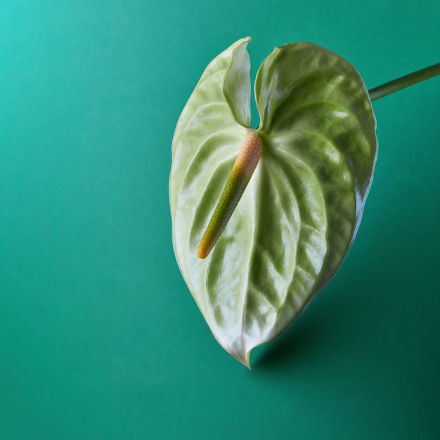 Flamingobloem of anthurium groen op een aquamarijnachtergrond