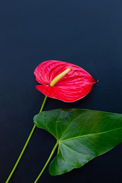 Flamingobloem of vlechtanthurium