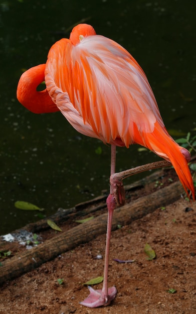 Flamingoclose-up over dark