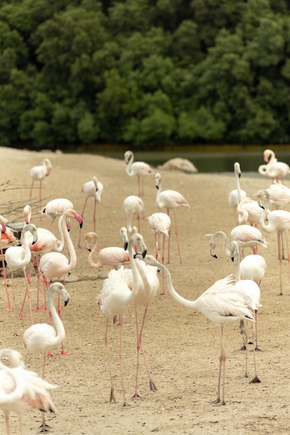 사진 라스 알 호르 야생 동물 보호구역 (ramsar) 에서 플라밍고 (flamingo)