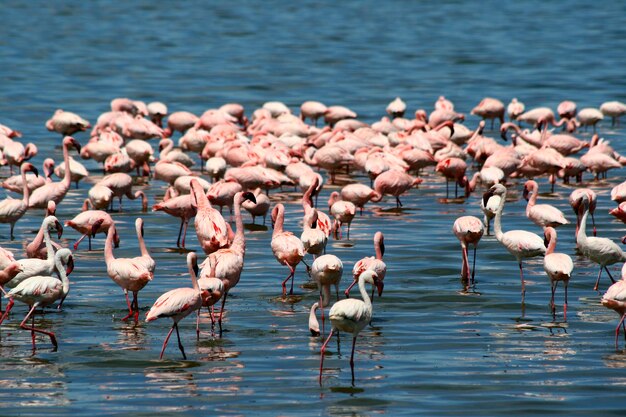 Foto i fenicotteri in africa