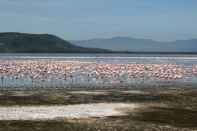 Foto i fenicotteri in africa