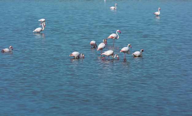 Flamingos bird in the water