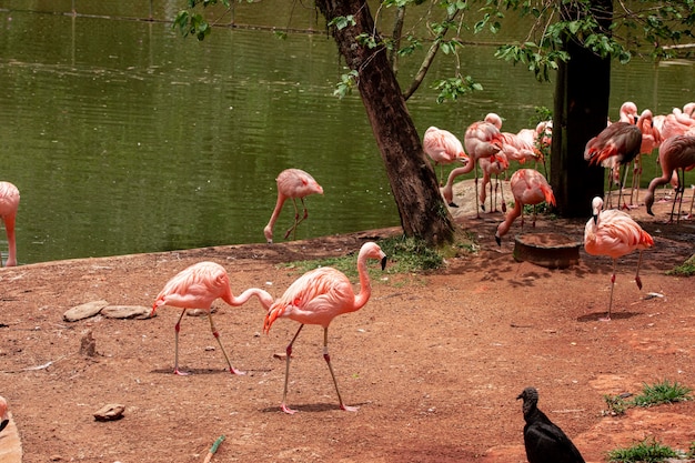 Flamingos closeup, wonderful colors, beautiful birds.