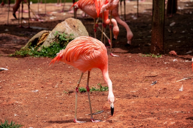 Flamingos closeup, wonderful colors, beautiful birds.