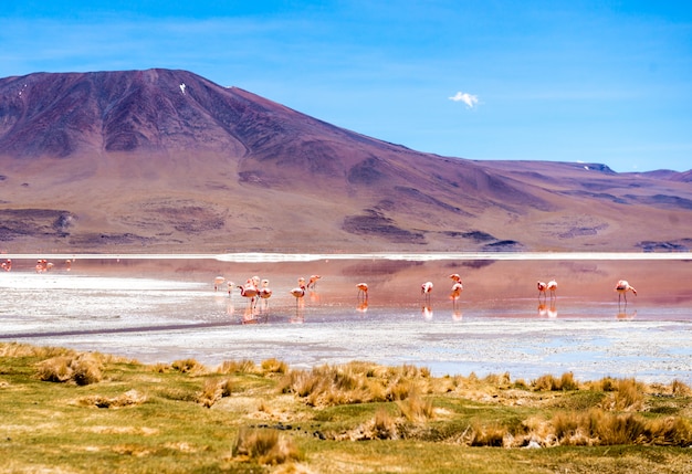 Flamingos at Colorado lagoon