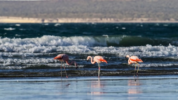 Photo flamingos feeding at low tidepeninsula valdespatagonia argentina