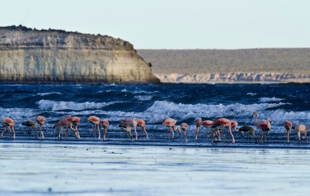 干潮時のフラミンゴの餌付け半島バルデスパタゴニア アルゼンチン