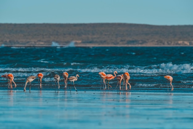 Flamingos feeding at low tidePeninsula ValdesPatagonia Argentina