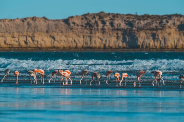 Фламинго кормятся во время отливаПолуостров ВальдесПатагония Аргентина