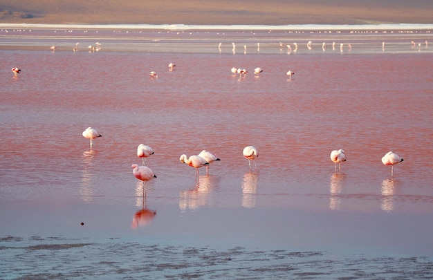 Fenicotteri flamboyance pascolo in laguna colorada la laguna rossa in bolivia altiplano della bolivia