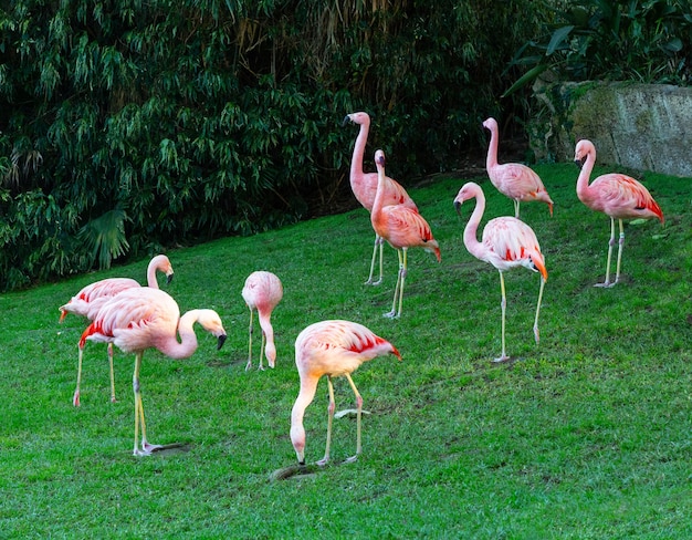 Flamingos or flamingoes are a type of wading bird in the family Phoenicopteridae.