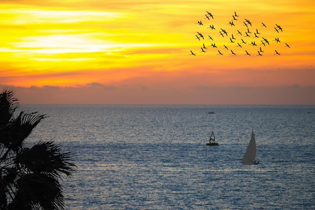 Flamingos flock and boat at sunset