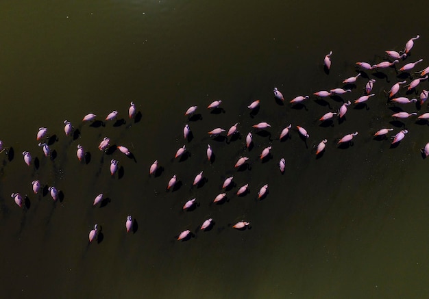 Flamingos flock in Pampas Saline Aerial View La Pampa Province Patagonia Argentina